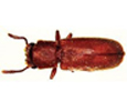 pesky beetle
